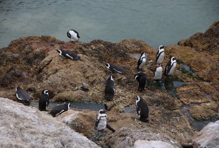 Garden Route mit Kindern - Pinguine Bettys Bay