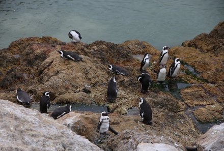 Garden Route mit Kindern - Reisebericht zu Südafrika Reisen mit Kindern - Pinguine Bettys Bay