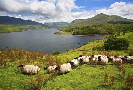 Irland Familienreise - Irland for family - Killary Harbour - Schafherde am Wasser