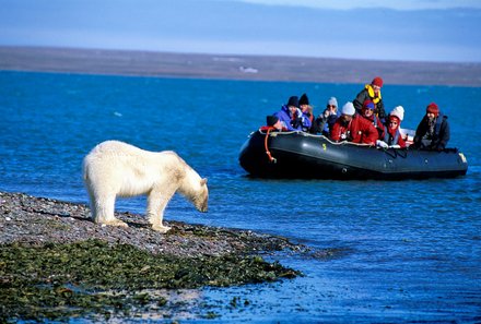 Familienreise Arktis - Arktis Reise mit Jugendlichen - Polarbär