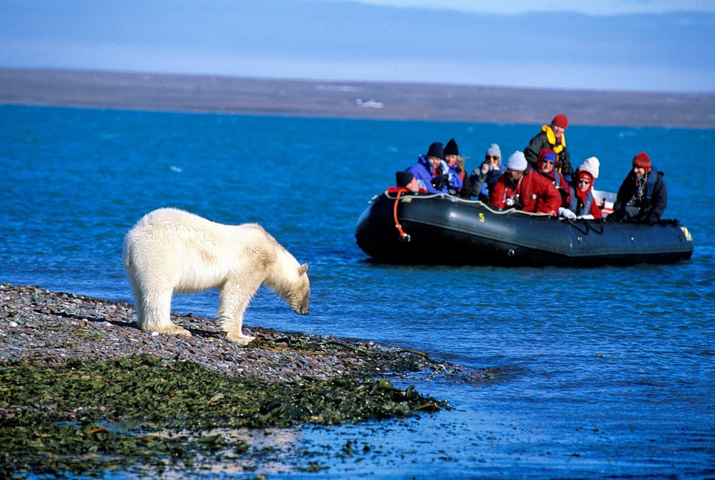 Arktis Familienreise - Arktis Expeditionskreuzfahrt für Familien - Eisbärenbeobachtung vom Zodiac