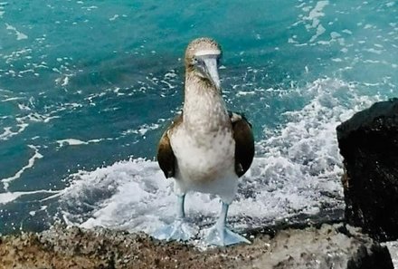 Galapagos mit Kindern - Galapagos for family - Blaufußtölpel