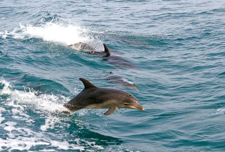 Australien for family - Australien Familienreise - Delfine