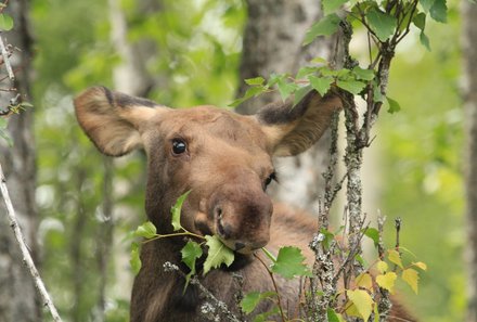 Westkanada for family - Familienurlaub Kanada - Elch im Wald