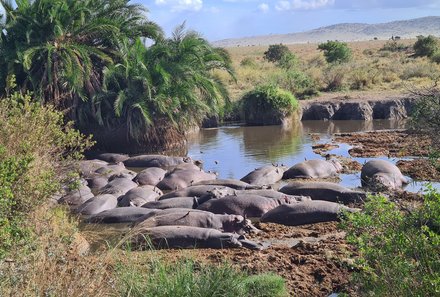 Tansania mit Kindern - Tansania Urlaub mit Kindern - Nilpferde bei Tümpel