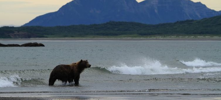 Kanada mit Kindern - Bär in Yukon