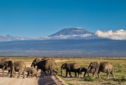 Safari Afrika mit Kindern - Safari Urlaub mit Kindern - beste Safari-Gebiete - Amboseli Nationalpark - Elefanten vor Kilimandscharo
