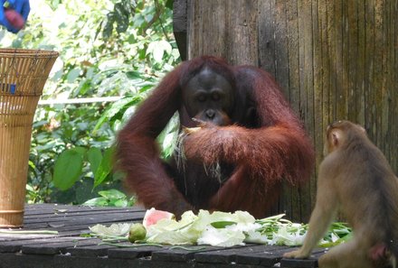Familienurlaub Malaysia & Borneo - Malaysia & Borneo for family individuell - Orang-Utan Rehabilitationszentrum - Orang-Utans beim Essen