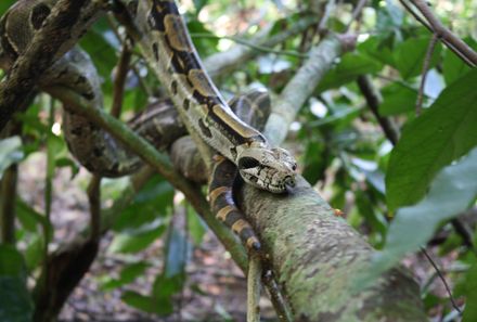 Costa Rica mit Jugendlichen - Schlange im Corcovado Nationalpark