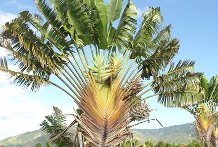 Madagaskar Familienreise - Madagaskar Family & Teens - Ravinala