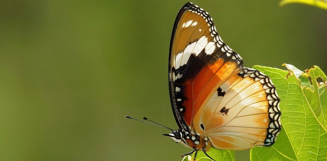 Afrika mit Kindern - Tierbegegnungen in und um Makutsi - Afrikanischer Monarch