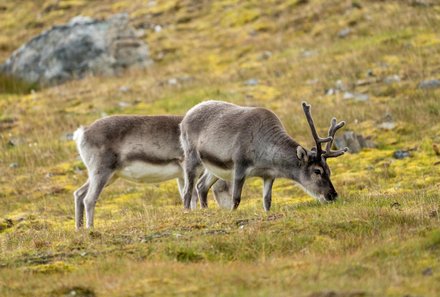 Familienreise Arktis - Arktis Reise mit Jugendlichen - Rentiere