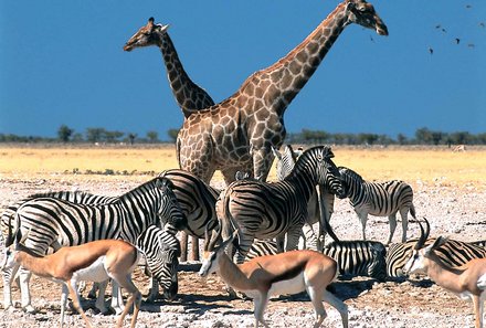 Namibia mit Kindern - Namibia individuell - wilde Tiere in Namibia