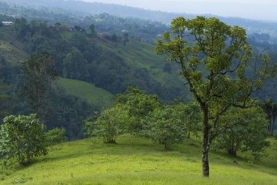 Costa Rica mit Kindern - Wald in La Tigra