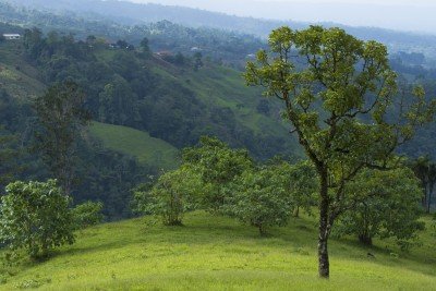 Costa Rica mit Kindern - Nachhaltiges Reisen & Familienreisen - Wald in La Tigra