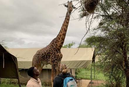 Tansania Familienreise - Tansania for family - Zelte in der Serengeti