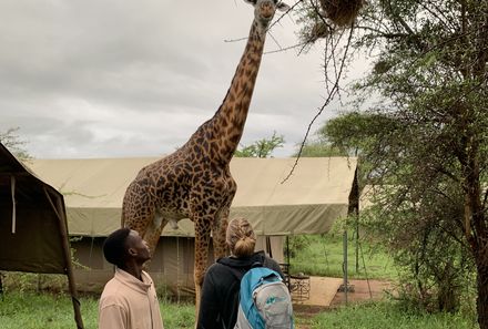 Tansania Familienreise - Tansania Family & Teens - Ngorongoro Conservation Area - Giraffe in Camp