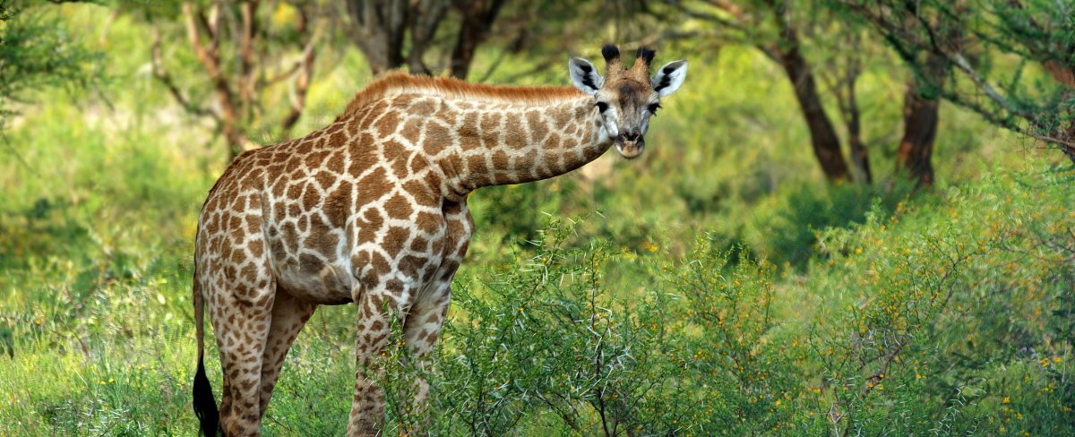 Afrika mit Kindern - Tierbegegnungen in und um Makutsi - Giraffe