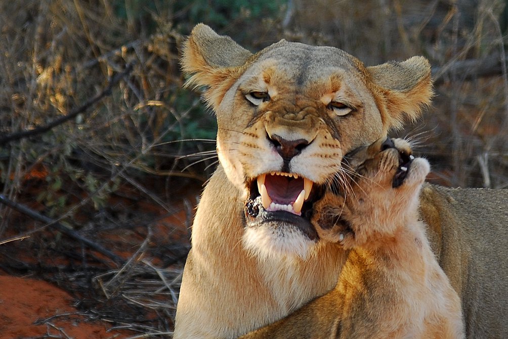 Afrika mit Kindern - Löwin mit Löwenbaby