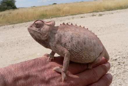 Familienurlaub Namibia - Namibia mit Teenagern - Echse