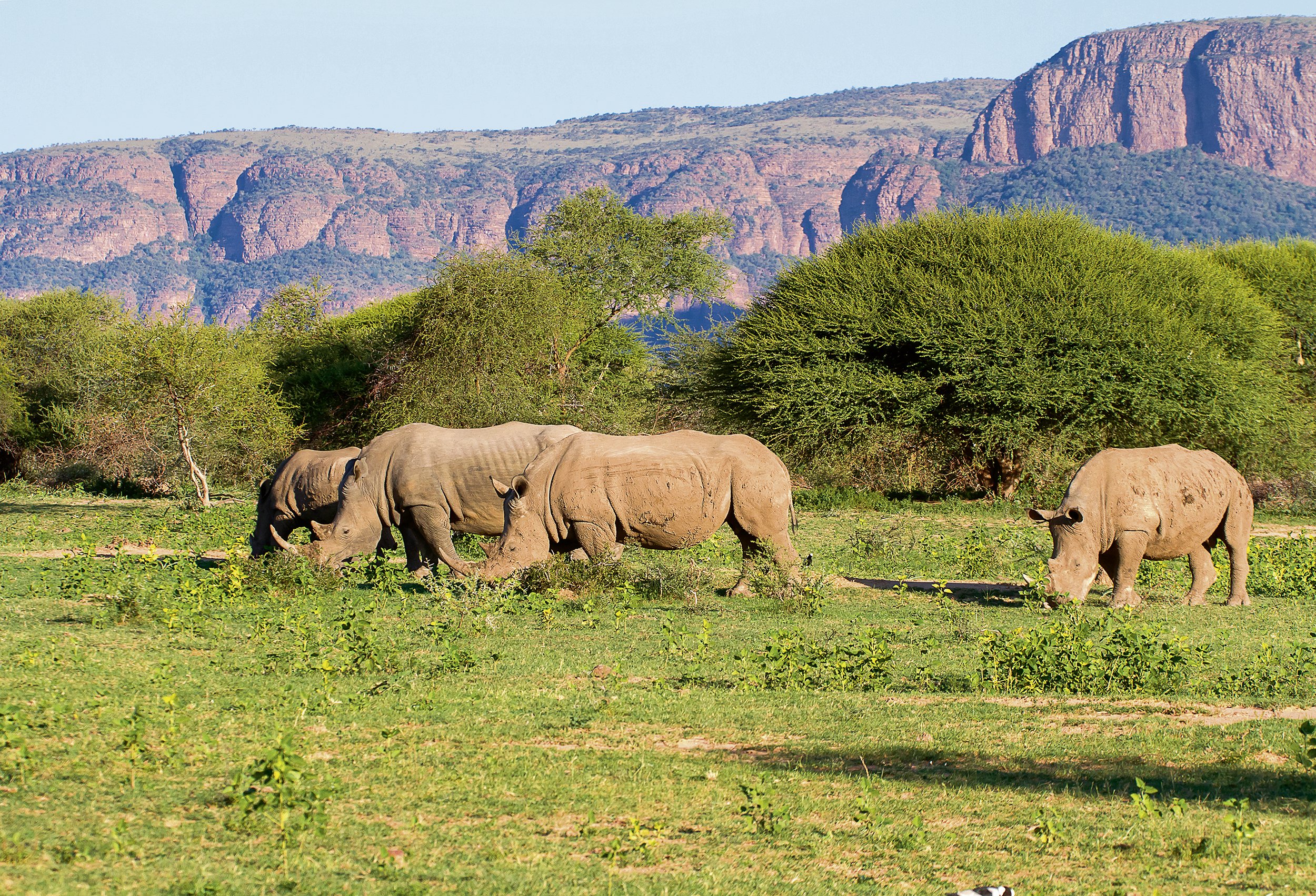 Safari Afrika mit Kindern - Safari Urlaub mit Kindern - Afrika mit Kindern malariafrei - Waterberg-Region - Nashörner