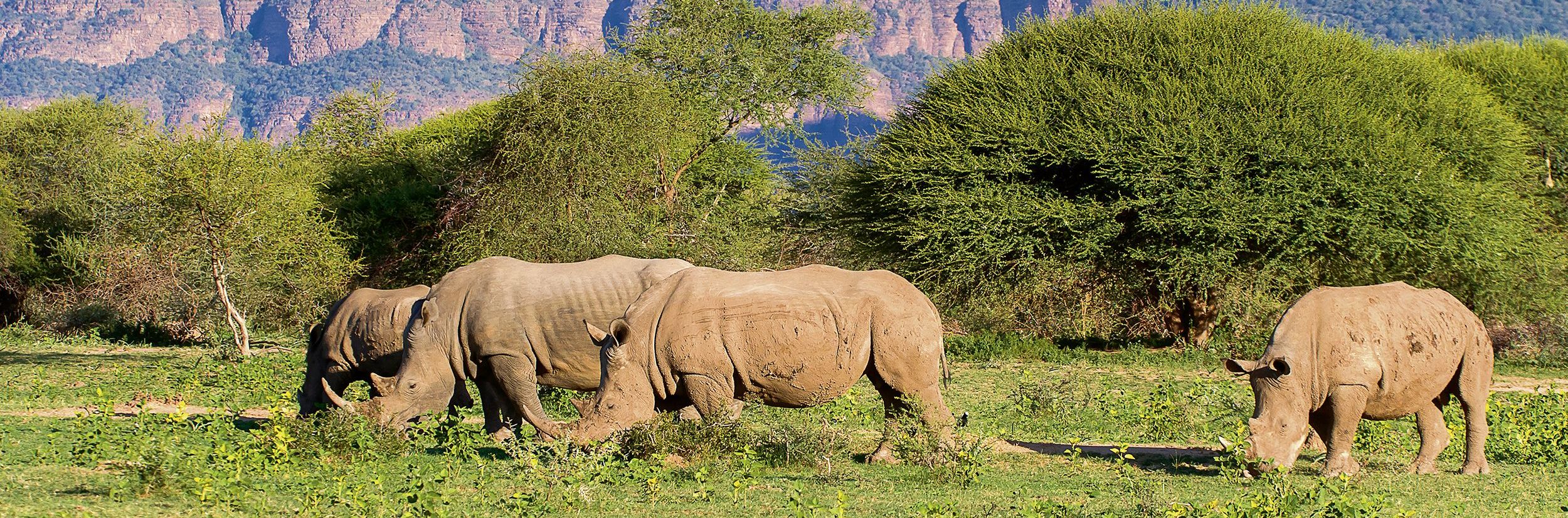 Südafrika mit Kindern individuell - Südafrika for family individuell - Die Safari-Strand-Kombination