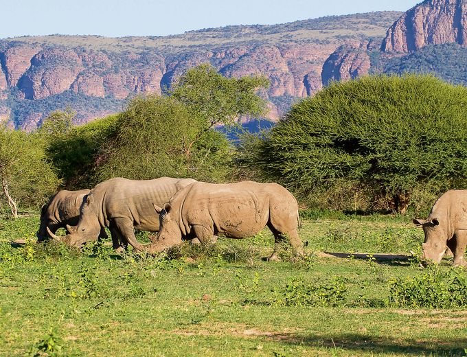 Südafrika mit Kindern individuell - Südafrika for family individuell - Die Safari-Strand-Kombination