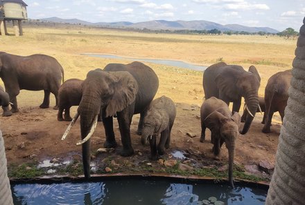 Kenia Familienreise - Kenia Family & Teens - Taita Hills - Salt Lick Safari Lodge - Elefanten ganz nah
