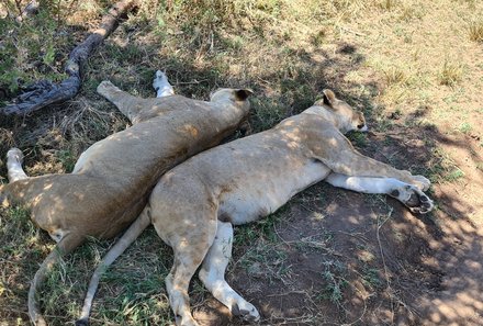 Safari Afrika mit Kindern - Safari Urlaub mit Kindern - beste Safari-Gebiete - Serengeti Nationalpark - schlafende Löwen