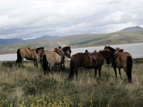 Mongolei Familienreise - Mongolei for family - Pferde