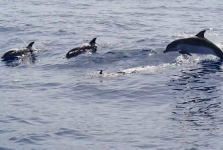 Tunesien Familienurlaub - Tunesien for family - Bootstour zu Delfinen