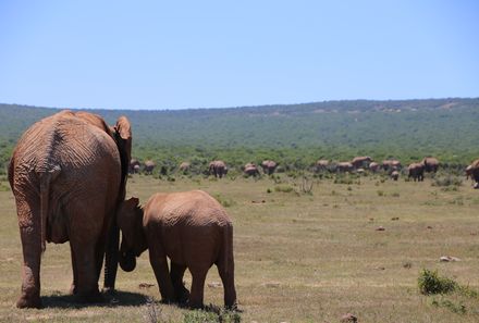 Garden Route mit Kindern  - Addo Elephant Park