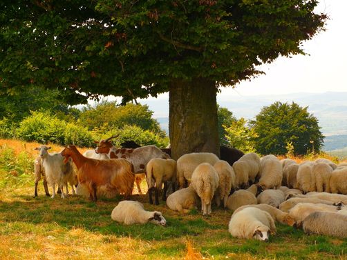 Rumänien Familienreise - Schafe sehen