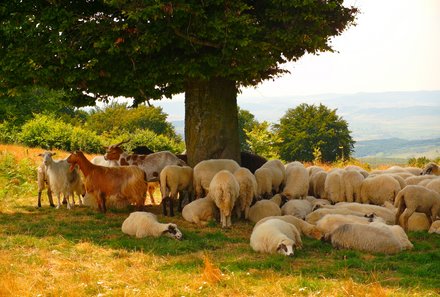 Rumänien mit Kindern - Landleben Rumänien - Schafe