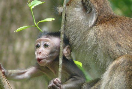 Südostasien Urlaub mit Kindern - Malaysia mit Kindern - Affenbaby