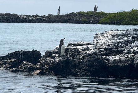Familienreise Galapagos und Ecuador - Galapagos Family & Teens - Pinguin Galapagos