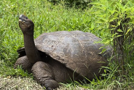 Familienreise Galapagos und Ecuador - Galapagos Family & Teens - Riesenschildkröte