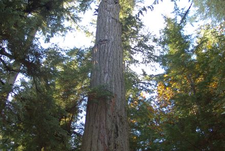 Kanada mit Kindern - Vancouver Island for family - Tofino - Bäume
