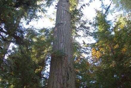 Vancouver Island Familienreise - Tofino - Baum