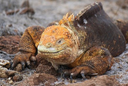 Galapagos Familienreise - Galapagos for family - Landleguan