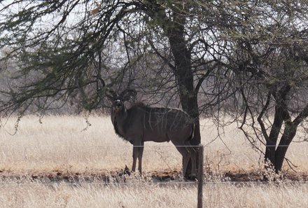 Namibia Familienurlaub - Namibia Family & Teens - Tier an der Straße zum Etosha Nationalpark