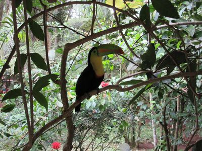 Familienreise Costa Rica individuell - Nebelwald Monteverde - Nahaufnahme Tukan