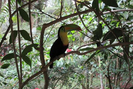 Familienreise Costa Rica individuell - Nebelwald Monteverde - Nahaufnahme Tukan