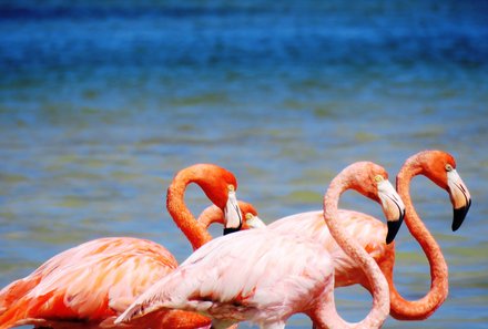 Mexiko for family Deluxe - Rio Lagartos - Flamingos