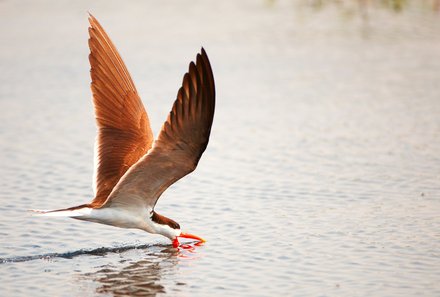 Namibia & Botswana mit Jugendlichen - Namibia & Botswana Family & Teens - Fahrt entlang des Okavango Flusses - Vogel