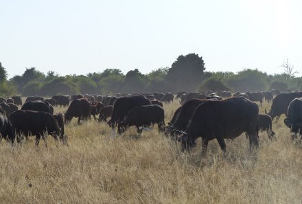 Namibia & Botswana mit Jugendlichen - Namibia & Botswana Family & Teens - Safari im Chobe Nationalpark - Wasserbüffel in der Herde