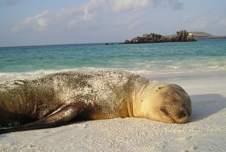 Galapagos Familienreise - Galapagos for family individuell - Schlafende Robbe