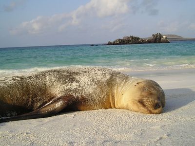 Familienurlaub Galapagos - Galapagos Family & Teens - Schlafende Robbe