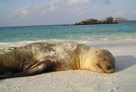 Familienreise Galapagos - Galapagos for family - Schlafende Robbe