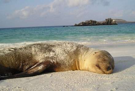 Galapagos mit Kindern - Galapagos Family & Teens - Schlafende Robbe